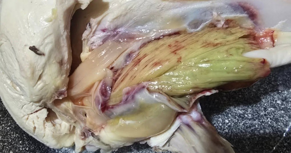 Green Meat in Chicken? Here’s What’s Really Going On