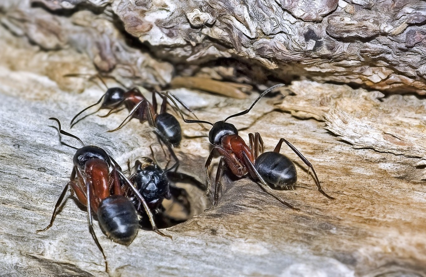 black ants