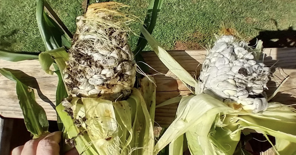 That Strange Growth on Corn Has a Name And You Should Know It