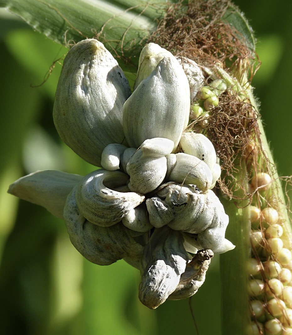 corn smut