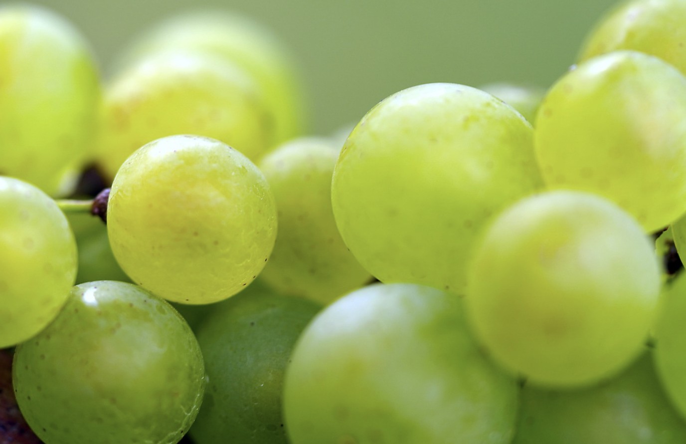 fruit grapes