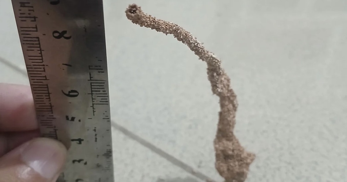 This Weird Tower of Dirt in a House Turned Out to Be Something Serious