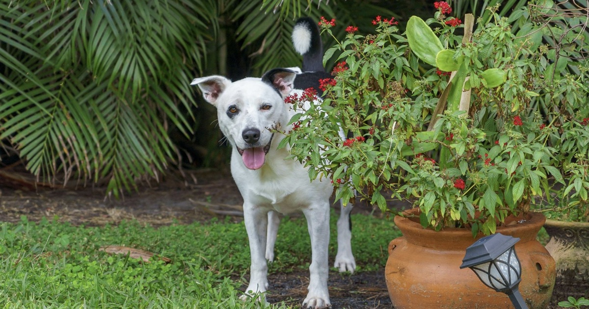11 Plants That Are Poisonous to Dogs (Every Dog Owner Should Know)