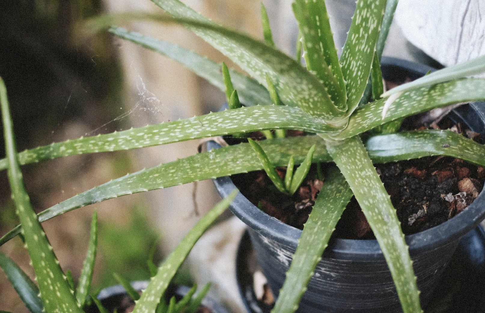 aloe vera