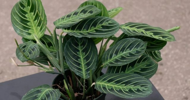 maranta prayer plant