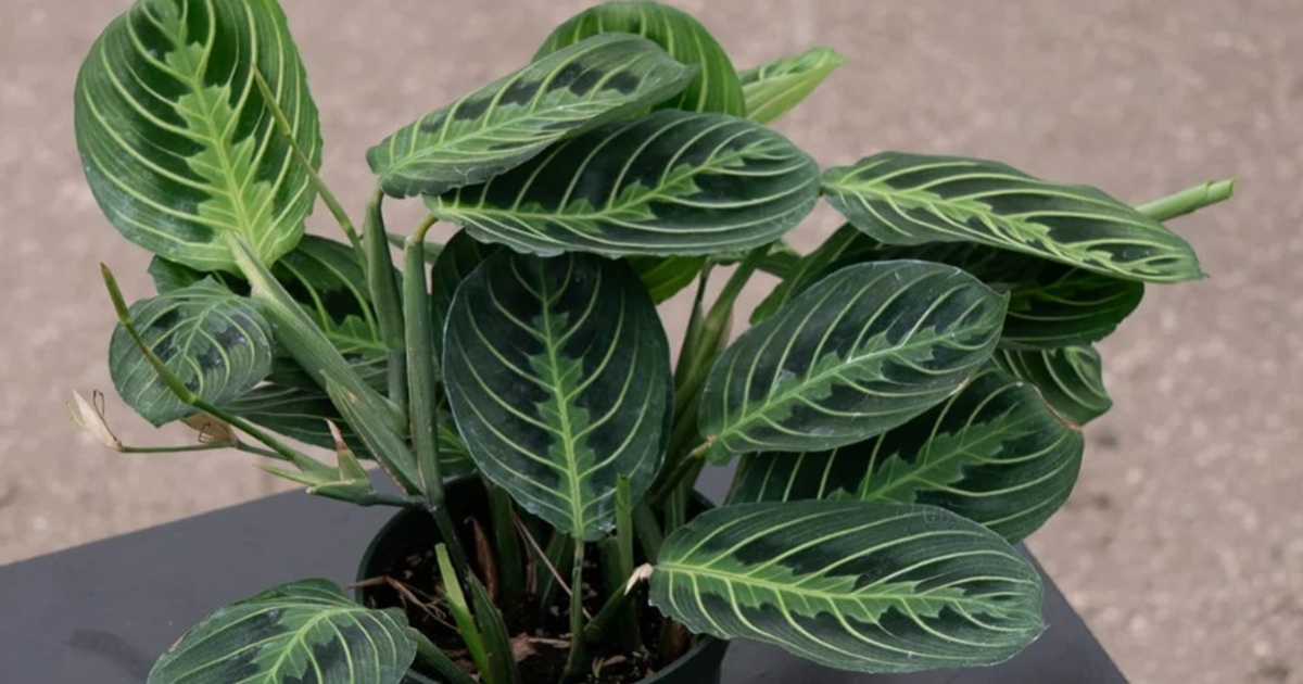 How to Care for Prayer Plants: Easy Tips for Healthy, Happy Leaves