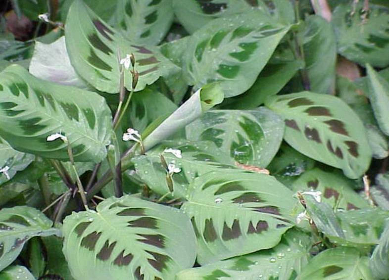a prayer plant
