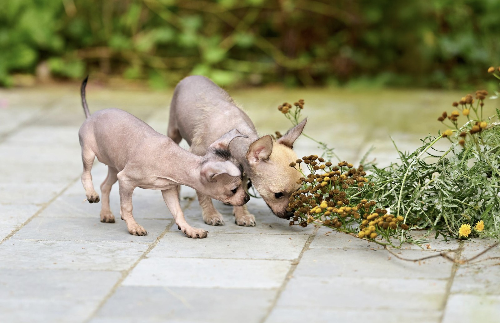 Curious Xoloitzcuintli Puppies Exploring Outdoors