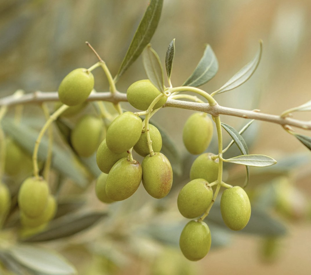 green olives