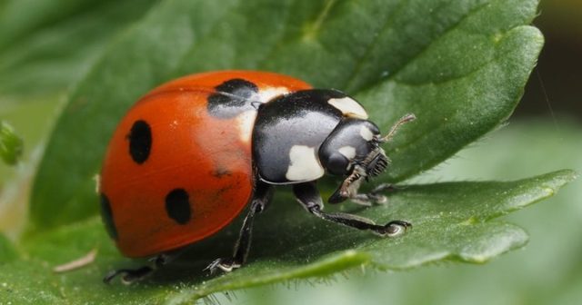 a ladybug