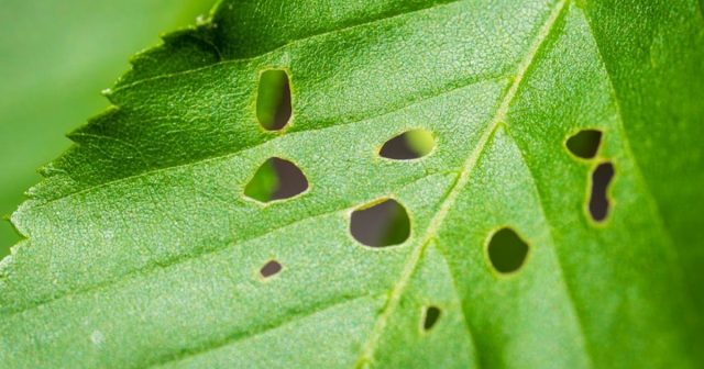 a leaf with holes