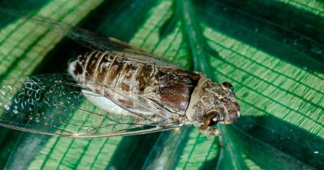 cicada on a leaf