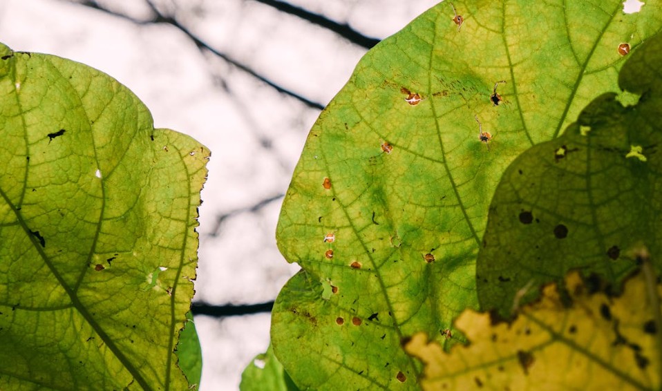 a leaf with holes