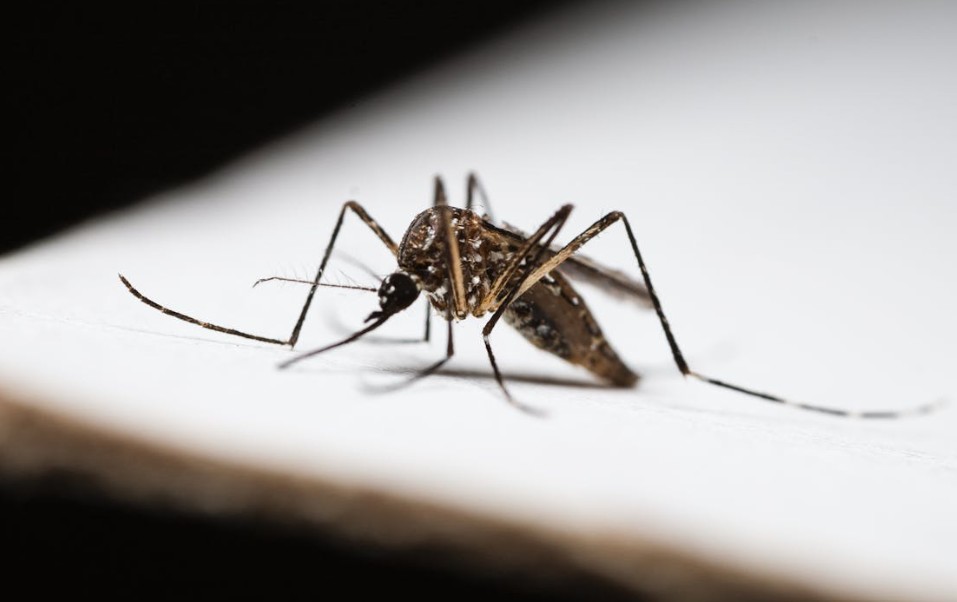 a close up of mosquito
