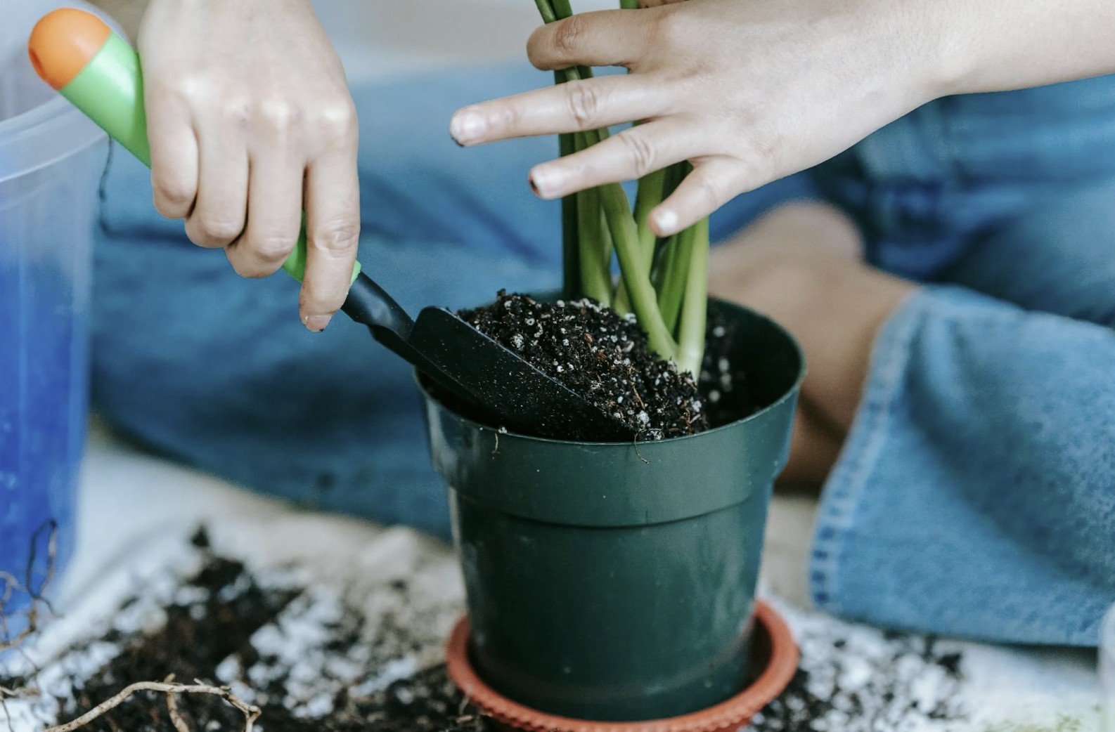 cultivating a plant
