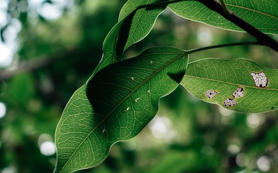 damaged leaves