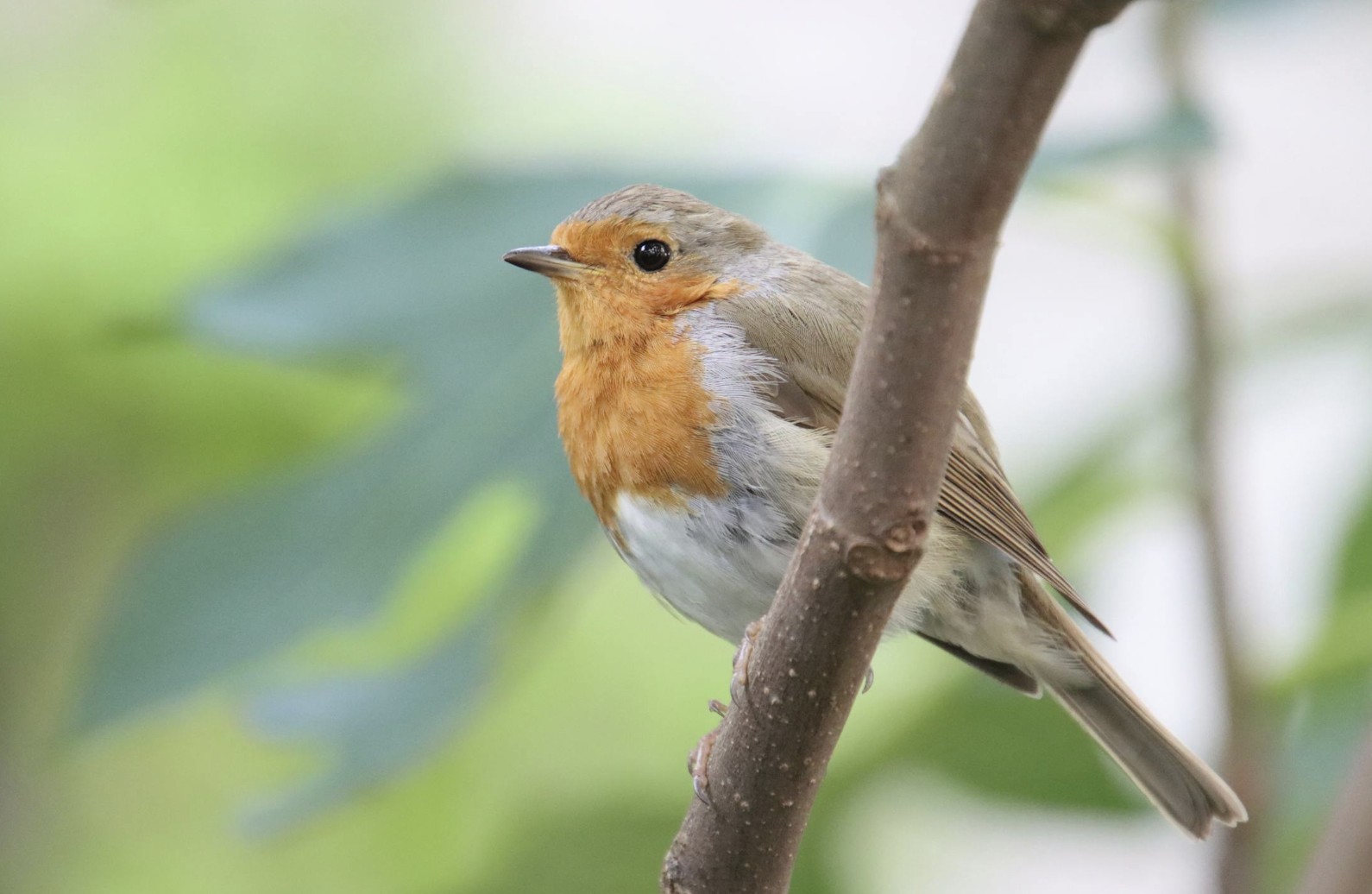 robin on a tree