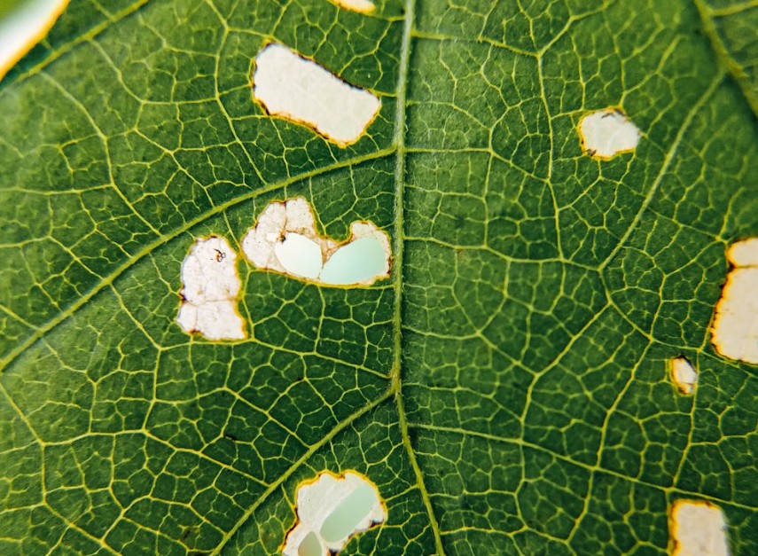 Close-up of a green leaf showing intricate vein patterns and natural holes.