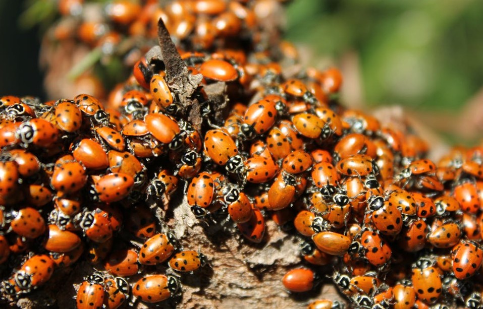 ladybugs on a tree