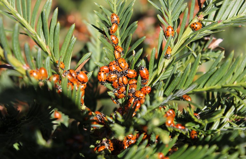 ladybugs