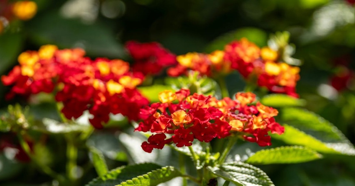 How to Get Your Lantana to Bloom More All Season Long