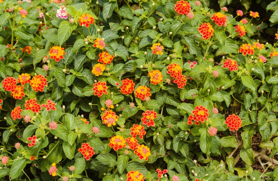 lantana flowers