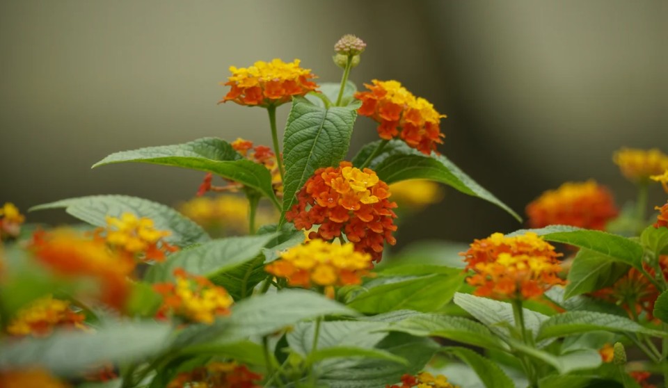 lantana