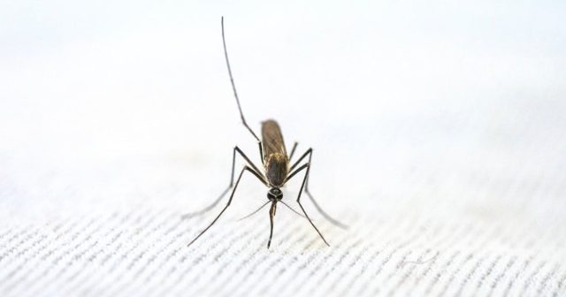 mosquito