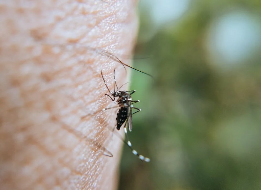 Detailed macro shot of a mosquito biting human skin, highlighting the insect's features.