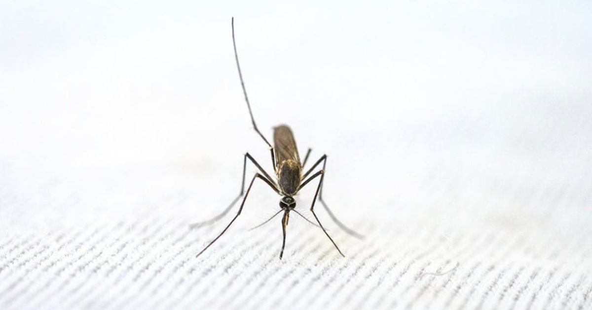 The Simple Household Trick People Use to Keep Mosquitoes Away