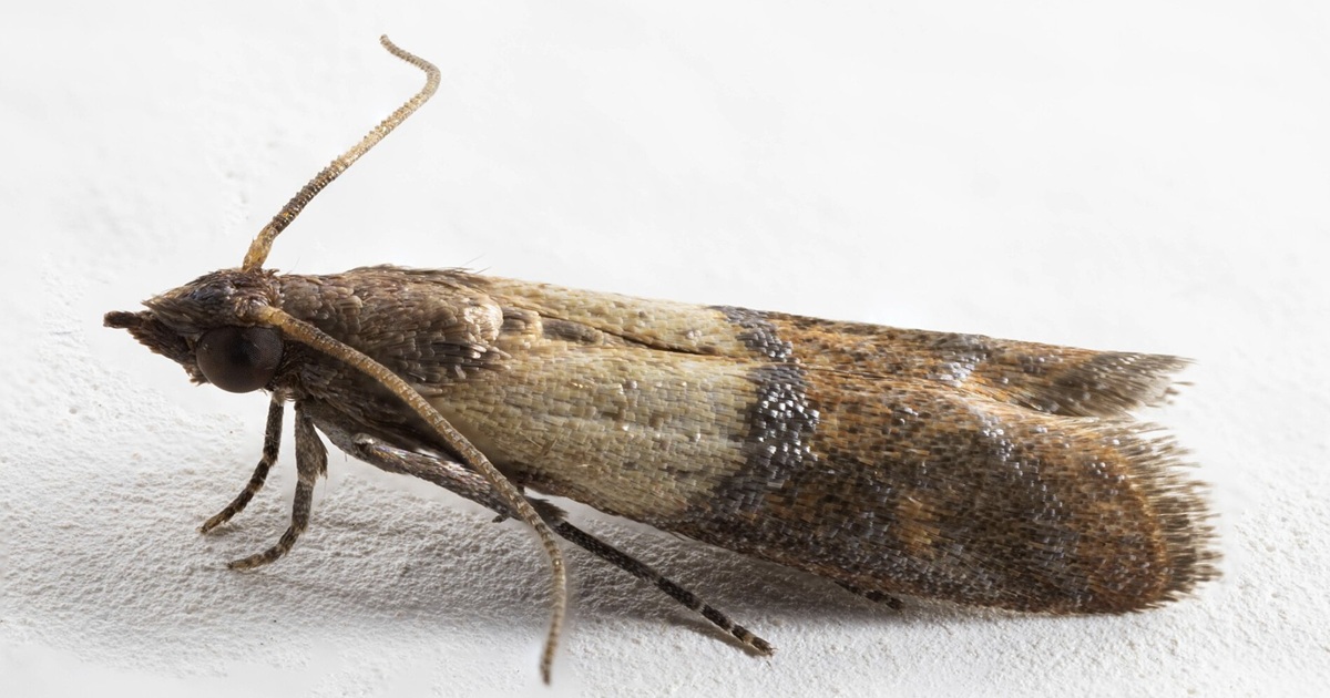 How to Get Rid of Pantry Moths and Keep Them Out for Good