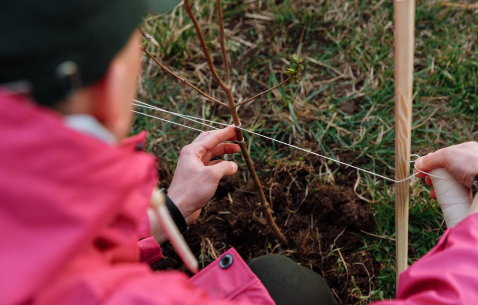 person planting a tree