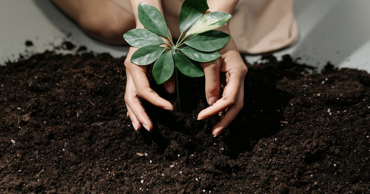 Can You Use Garden Topsoil in Containers and Planters?