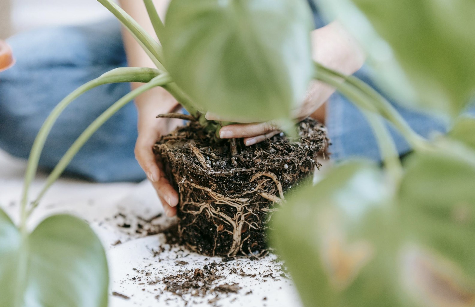 gardening