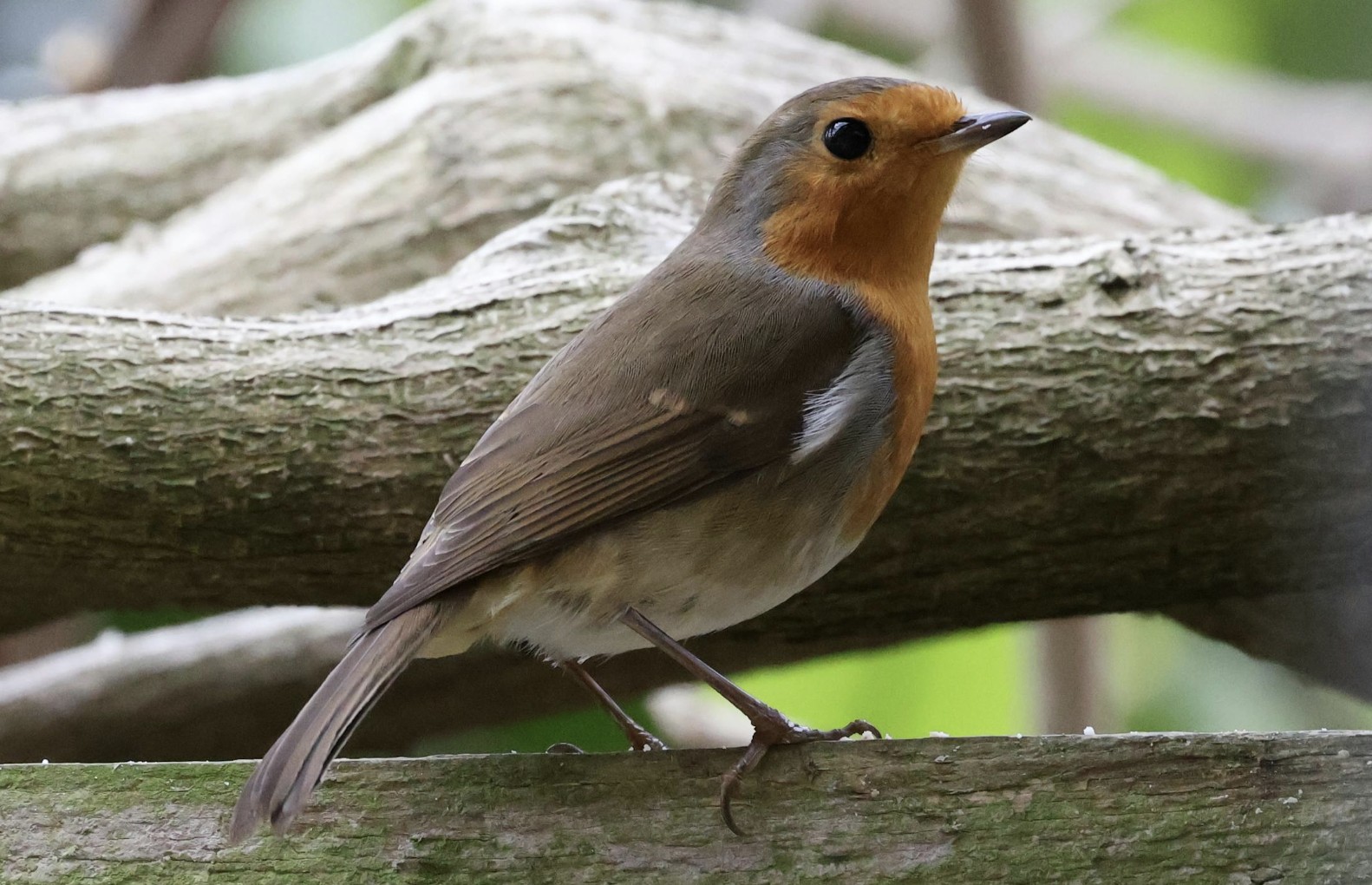 Robin
