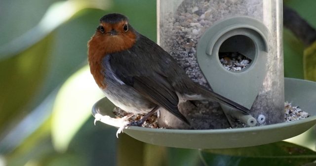 robin