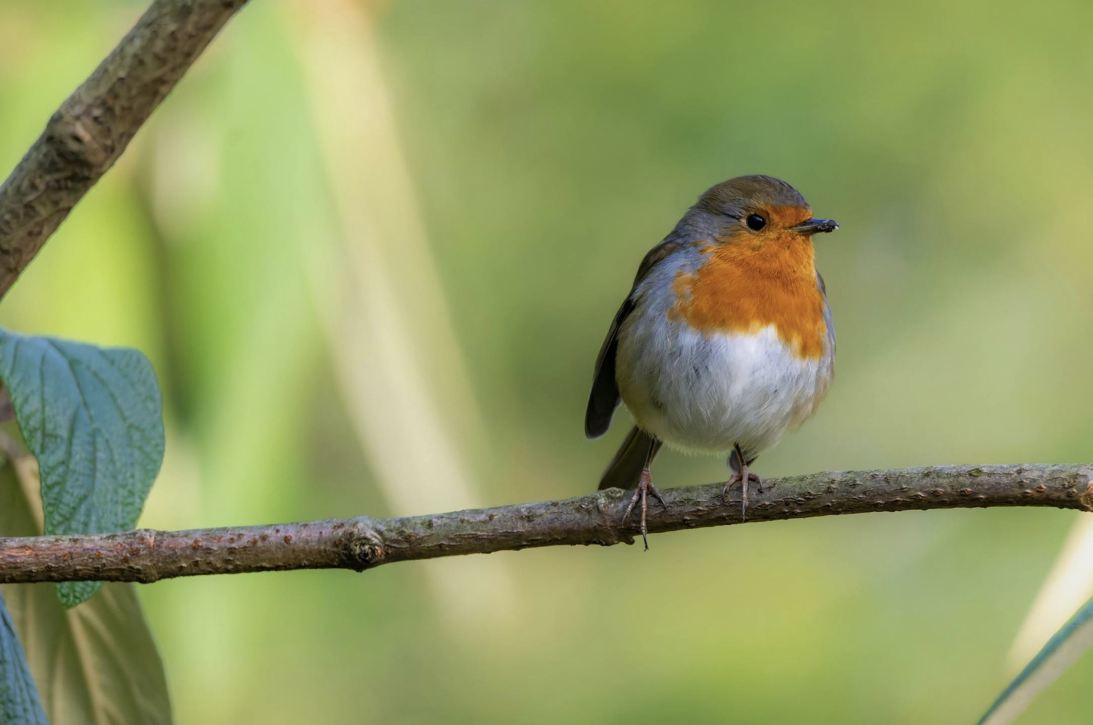 robin bird