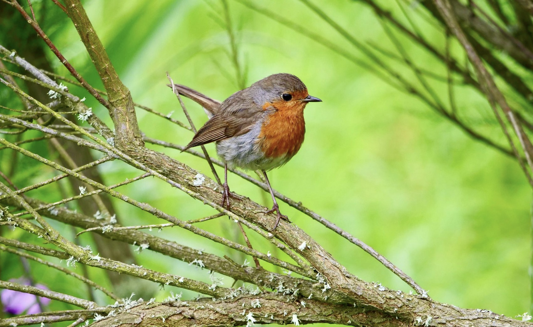 robin perched on a tree