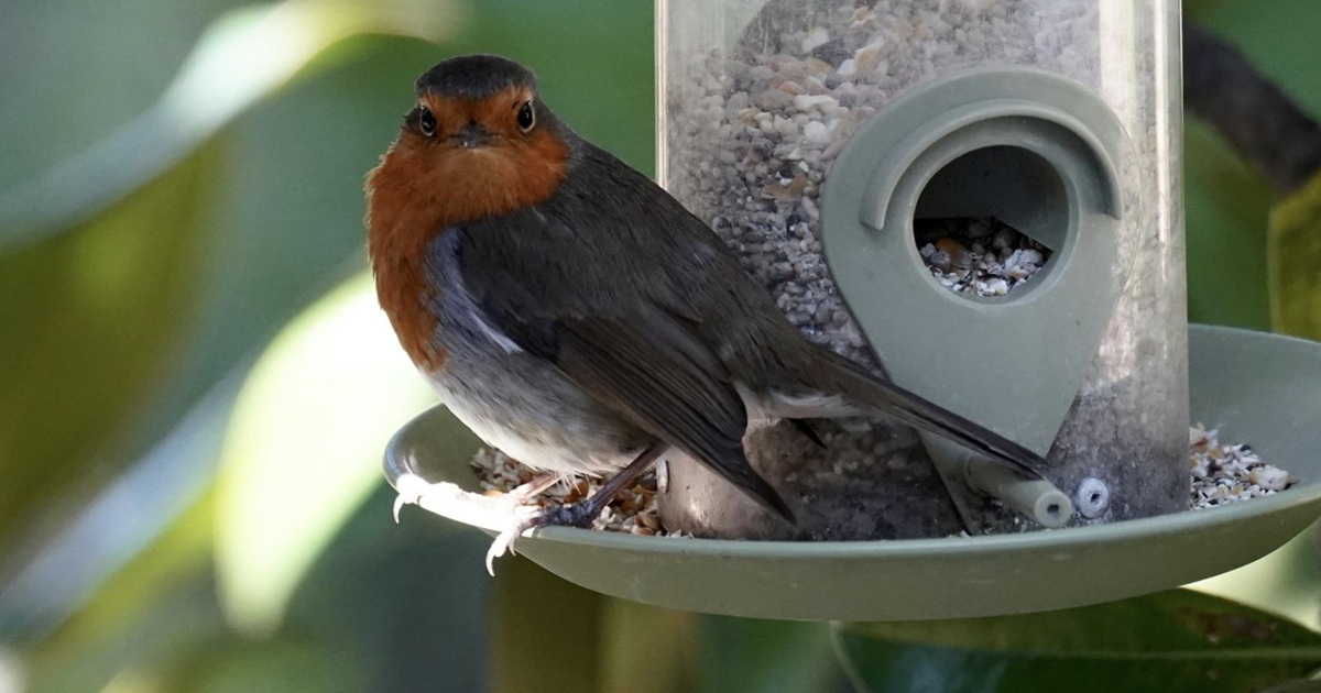 How to Attract Robins to Your Yard Naturally