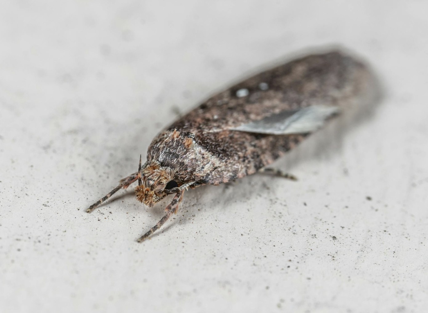 tiny moth