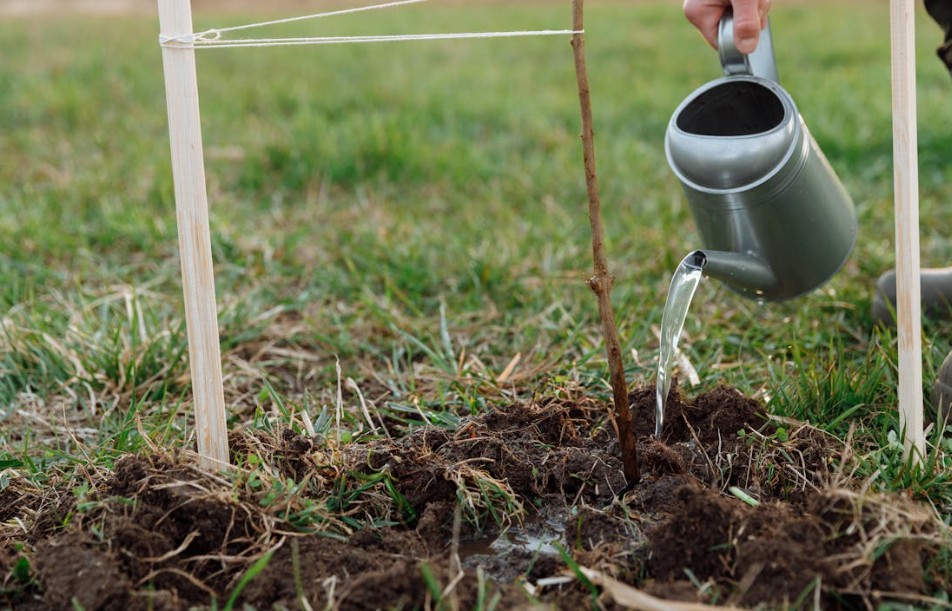 watering a young sapling