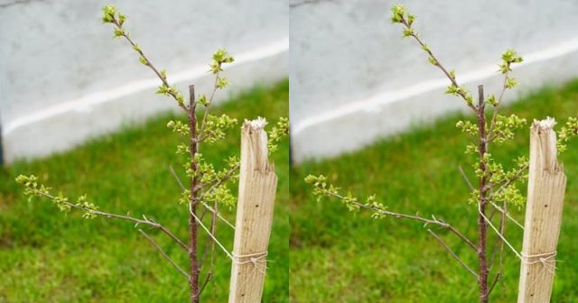 young tree