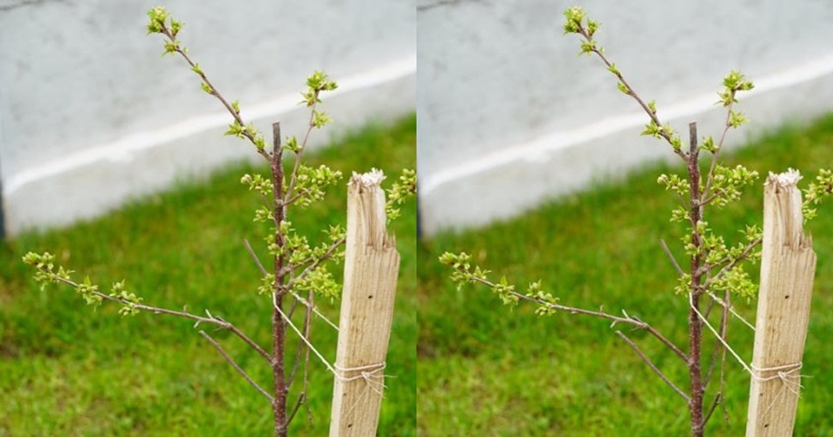 The Real Reason Young Trees Are Tied to Stakes