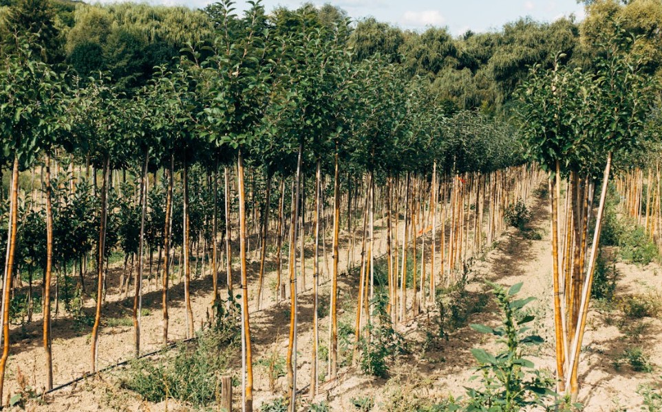 young trees