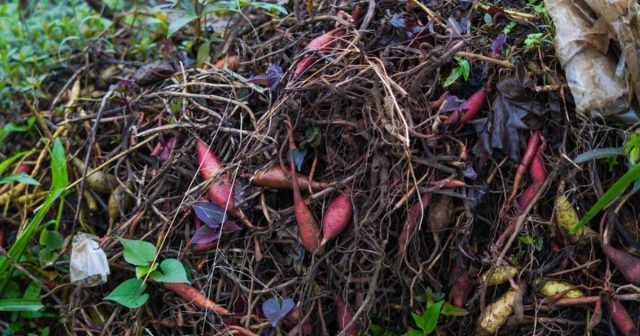 compost