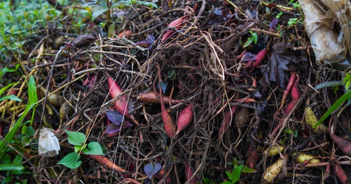 Skip Banana Peels and Coffee Grounds: Add This Kitchen Scrap to Your Compost Instead