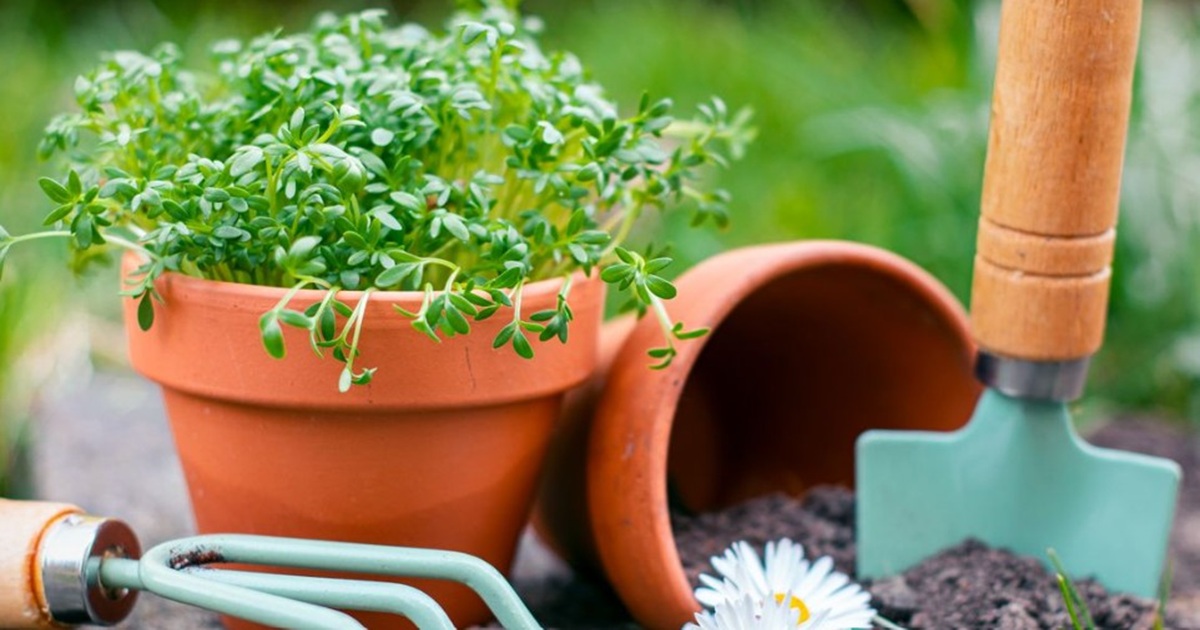 The Surprising Reason Gardeners Add Clay Pots to Their Stakes