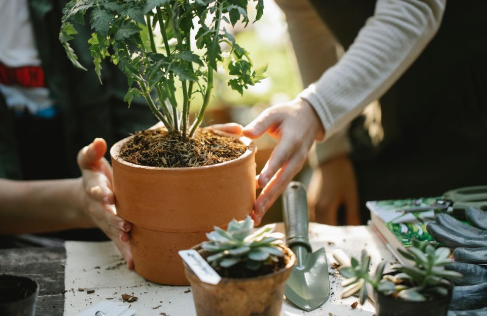 planting