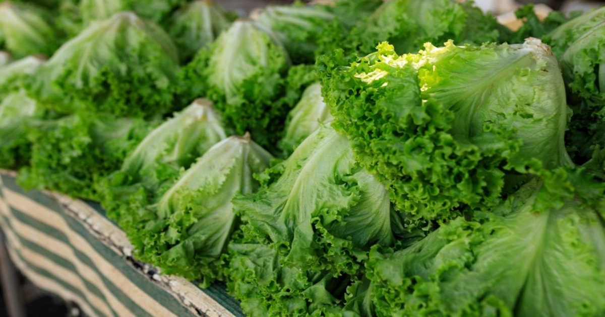 Is Bagged Lettuce Fresh? What You Need to Know
