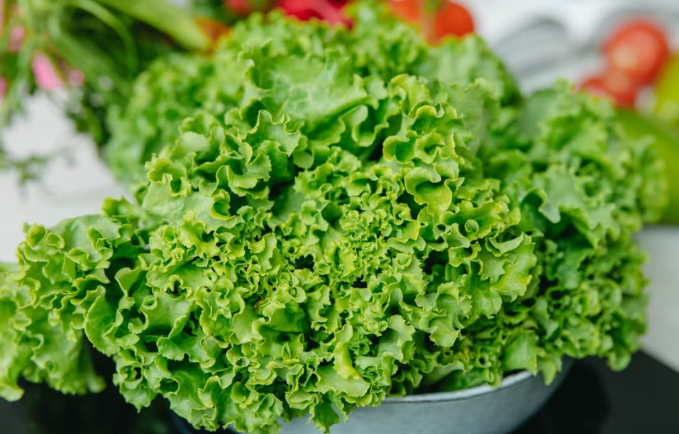 fresh lettuce